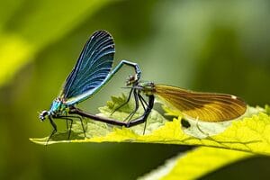 Expositions BALLAINVILLIERS