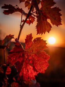 Expositions CHAMPLAN