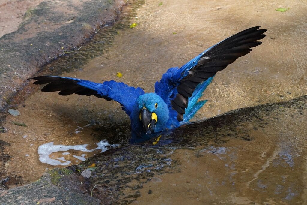 Oiseau Bleu