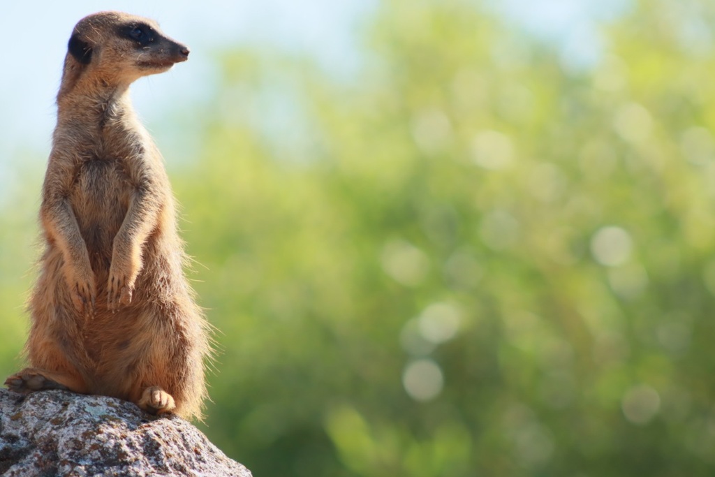 Timon