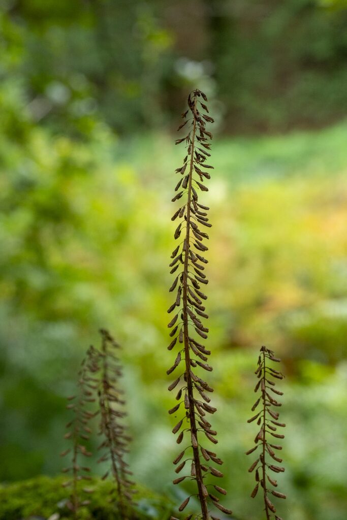 comparaison bokeh