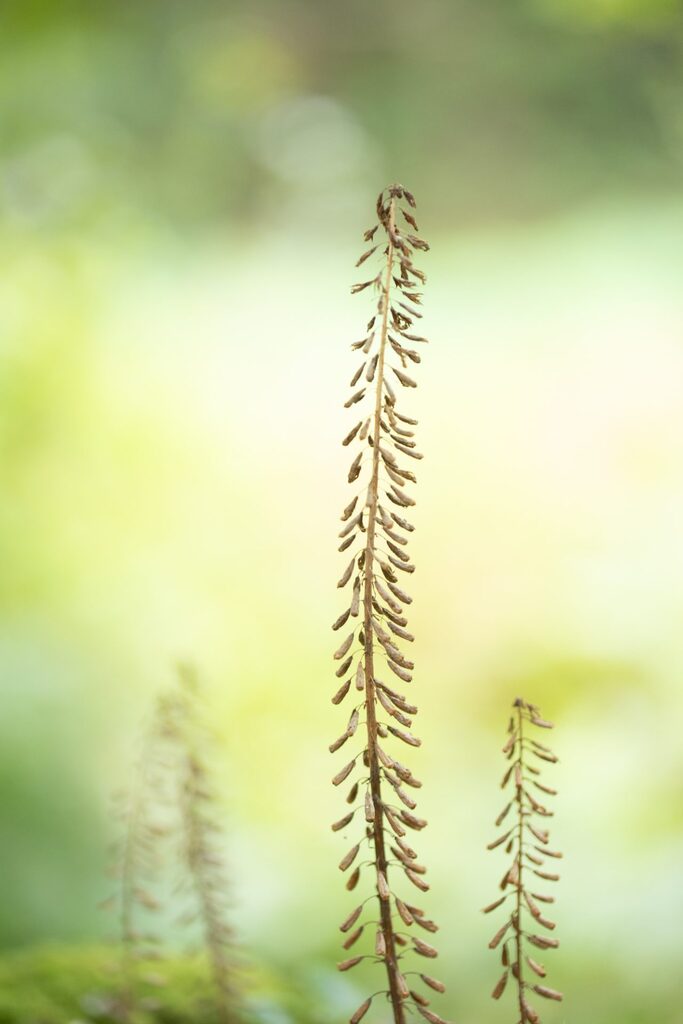 comparaison bokeh